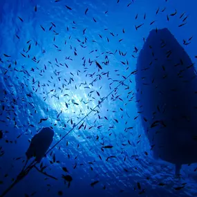 Bild von CENTRE D'IMMERSIÓ CAP DE CREUS