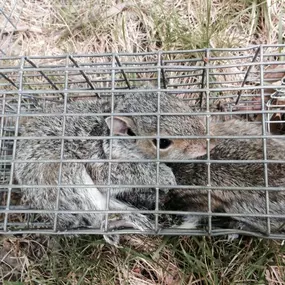 Bild von Alpha Omega Wildlife Control