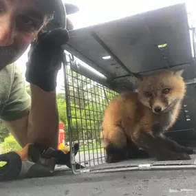 Bild von Alpha Omega Wildlife Control