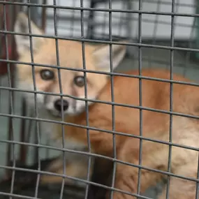 Bild von Alpha Omega Wildlife Control
