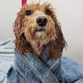 A freshly bathed dog wrapped in a blue towel looks up during grooming at the Exeter facility. This image showcases the spa-like grooming care and attention each dog receives.