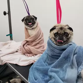 Two pugs sit happily on a grooming table wrapped in colorful towels after a bath at Playtime Pet Resort Exeter. This image highlights the gentle, pampering grooming experience offered on-site.