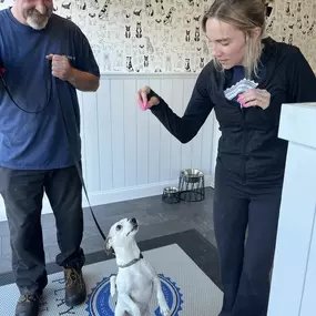 A trainer offers a treat to a small white dog during check-in at Playtime Pet Resort Exeter, demonstrating positive reinforcement and warm customer interactions. The custom dog-print wallpaper creates a playful, welcoming vibe.