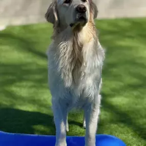 A golden retriever stands alert on a blue play structure in the outdoor play yard at Playtime Pet Resort Exeter. This area is designed to provide enrichment and exercise in a secure space.