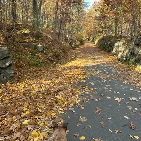 A dog enjoys a peaceful on-leash walk along a leaf-covered path surrounded by vibrant fall foliage, showcasing the outdoor adventures offered at Playtime Pet Resort Windham.