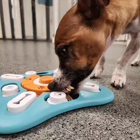 A dog interacts with an enrichment puzzle toy inside the Windham facility, highlighting the mental stimulation and fun activities available during daycare and boarding.
