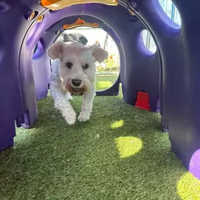 A small white dog enthusiastically runs through a purple tunnel on the artificial turf during playtime, highlighting the energetic and interactive environment at Playtime Pet Resort Windham.