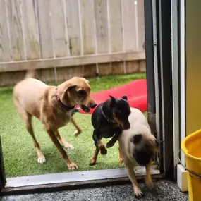 Three dogs playfully move between indoor and outdoor areas at Playtime Pet Resort Windham, showcasing the open-access layout designed for safe, supervised movement and fun.
