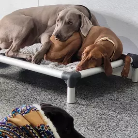 Three dogs enjoy a calm moment indoors, with two cuddling on a raised cot and one lounging in a colorful sweater, illustrating the social and restful atmosphere of group daycare.