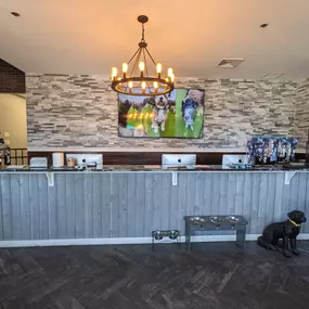Welcoming front desk and check-in area at the King of Prussia location. The design reflects a modern, pet-friendly atmosphere with organized check-in and friendly service.