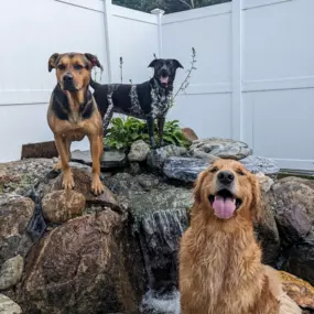 Three happy dogs enjoy the custom-built water feature in one of Playtime Pet Resort’s outdoor play yards. This enriching environment promotes exercise, fun, and socialization under safe supervision.
