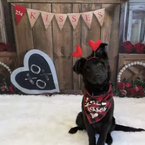 Black lab at a holiday photoshoot for Playtime Pet Resort