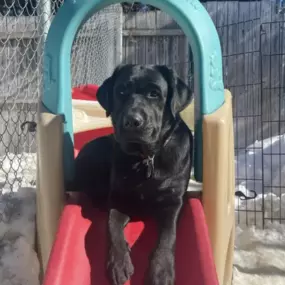 A black lab lounges on a red plastic slide in the snow-covered outdoor yard, showing that fun at Playtime Pet Resort Salisbury happens all year long.