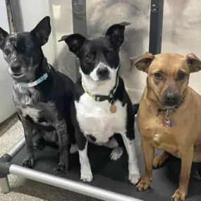 Three dogs being good boys at Playtime Pet Resort