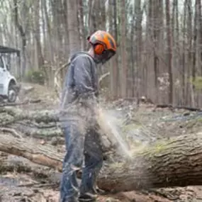 Bild von Tree State Property Maintenance