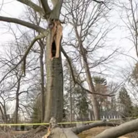 Bild von Tree State Property Maintenance