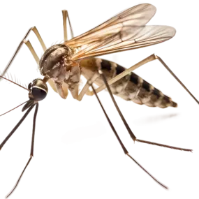Mosquito & Midge Fly Control Spray for Yards
