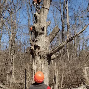 Ft Tree Service on location in Gloucester County, NJ