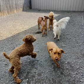 Pet Boarding
