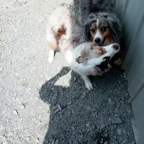 Animal Boarding