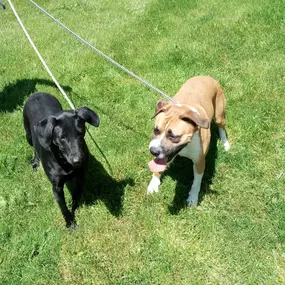 Pet Boarding in Acorn Valley