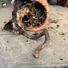Main line sewer repair(roots), Palo Alto