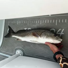 Bild von Eastern Tailz Outfitters