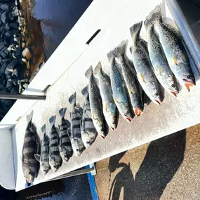 Bild von Eastern Tailz Outfitters