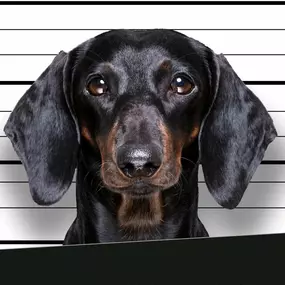 Bild von BAD DOG Hundeschule & Hundetraining für Problemhunde