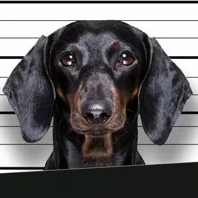 Bild von BAD DOG Hundeschule & Hundetraining für Problemhunde