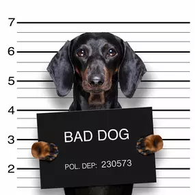 Bild von BAD DOG Hundeschule & Hundetraining für Problemhunde