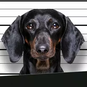 Bild von BAD DOG Hundeschule & Hundetraining für Problemhunde
