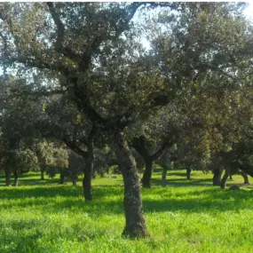 Bild von J´MONESTERIO
