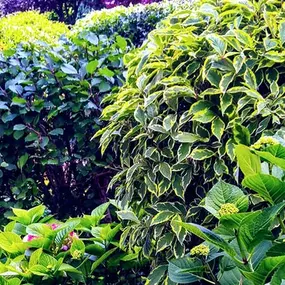 Bild von DZ Hauswartung und Gartenunterhalt
