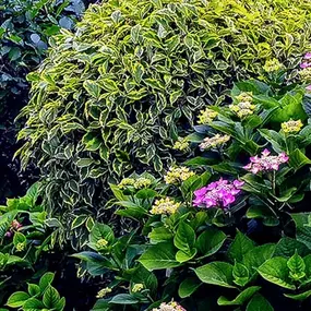 Bild von DZ Hauswartung und Gartenunterhalt