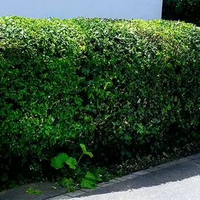 Bild von DZ Hauswartung und Gartenunterhalt