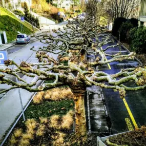 Bild von DZ Hauswartung und Gartenunterhalt