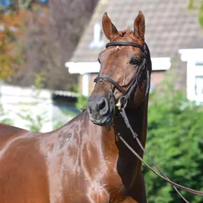 Bild von Springfieldstud