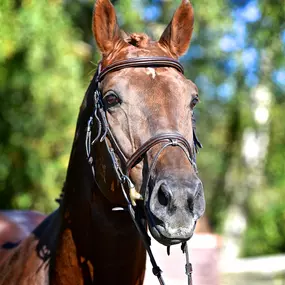 Bild von Springfieldstud