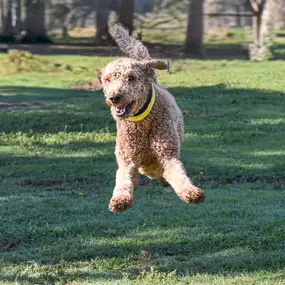 Bild von Tailwaggers Country Inn