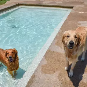 Bild von Tailwaggers Country Inn