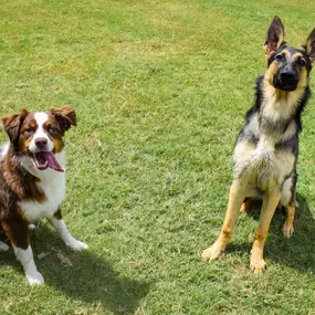Bild von Tailwaggers Country Inn