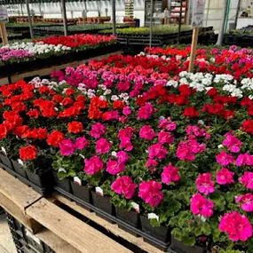 Bild von Spano Greenhouse & Farm