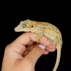 Bild von Cold Blooded Kingdom