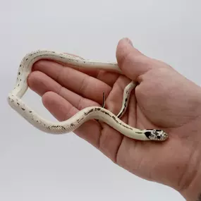 Bild von Cold Blooded Kingdom