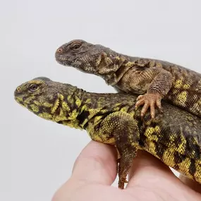 Bild von Cold Blooded Kingdom