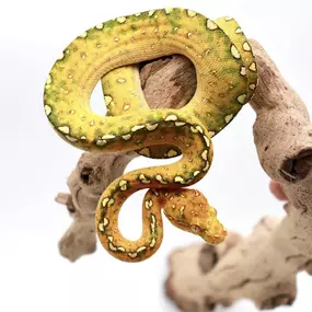 Bild von Cold Blooded Kingdom