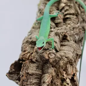 Bild von Cold Blooded Kingdom