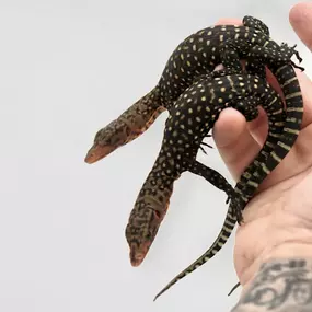 Bild von Cold Blooded Kingdom