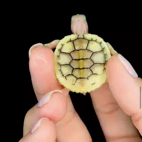 Bild von Cold Blooded Kingdom